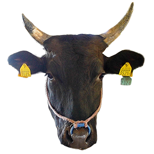 高森和牛,山口県,ブランド牛,wasabee,牛肉