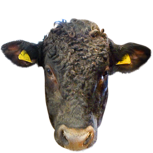 大山黒牛,和牛,ブランド牛,鳥取県,wasabee,牛肉