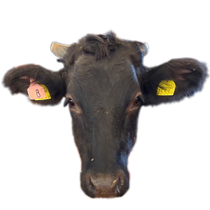 長崎県,えいとまん牛,和牛,ブランド牛,wasabee,牛肉,牛旅