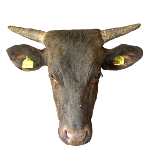 北海道,深川牛,和牛,ブランド牛,wasabee,牛肉,牛旅