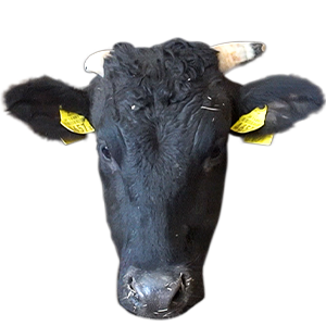 はなが牛,愛媛県,和牛,ブランド牛,wasabee,牛肉