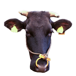 霧島和牛,宮崎県,和牛,ブランド牛,wasabee,牛肉