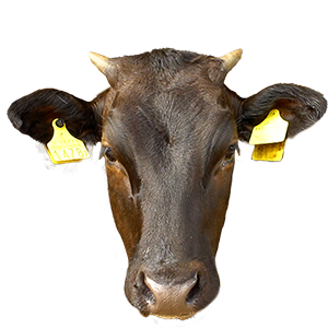 北海道,和牛,ブランド牛,wasabee,牛肉,牛旅