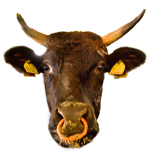 梶岡牛,山口県,ブランド牛,wasabee,牛肉