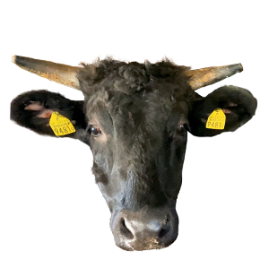 熊野牛,和歌山県,和牛,ブランド牛,wasabee,牛肉,牛旅