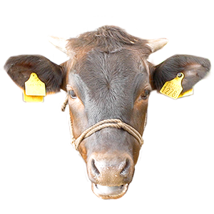 北海道,和牛,ブランド牛,wasabee,牛肉,牛旅