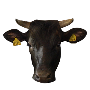 水戸牛,常陸牛,和牛,ブランド牛,茨城県,wasabee,牛肉