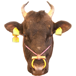 兵庫県,和牛,ブランド牛,wasabee,牛肉