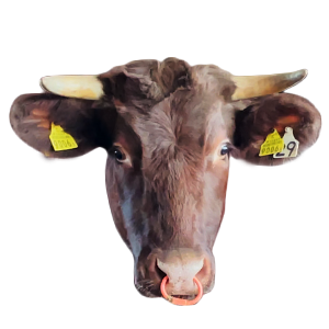 岩手県,盛岡牛,もりおか短角牛,和牛,ブランド牛,wasabee,牛肉,牛旅