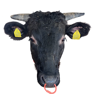 長崎県,和牛,ブランド牛,wasabee,牛肉,牛旅