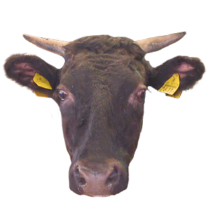 佐賀牛,佐賀県,和牛,ブランド牛,wasabee,牛肉,牛旅