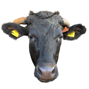 千葉牛,せんば牛,千葉県,和牛,ブランド牛,wasabee,牛肉,牛旅