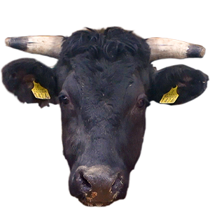 仙台牛,宮城県,和牛,ブランド牛,wasabee,牛肉