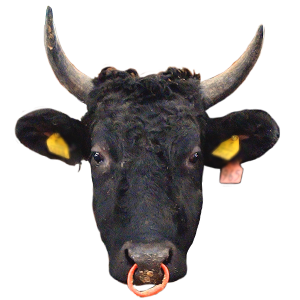 しまね和牛,島根県,和牛,ブランド牛,wasabee,牛肉