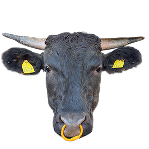 佐賀牛,佐賀県,和牛,ブランド牛,wasabee,牛肉,牛旅