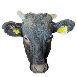 長崎県,島原和牛,長崎和牛,和牛,ブランド牛,wasabee,牛肉,牛旅