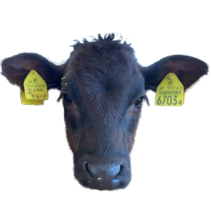 鹿児島県,和牛,ブランド牛,wasabee,牛肉