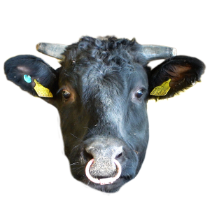 東伯和牛,和牛,ブランド牛,鳥取県,wasabee,牛肉