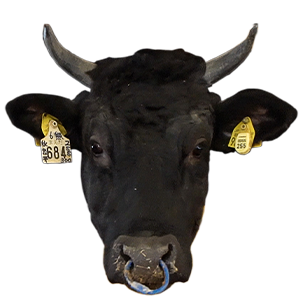 上場高原ビーフ,鹿児島県,和牛,ブランド牛,wasabee,牛肉