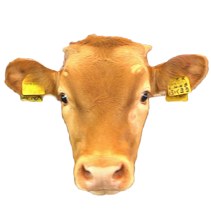 あか牛,熊本県,ブランド牛,wasabee,牛肉