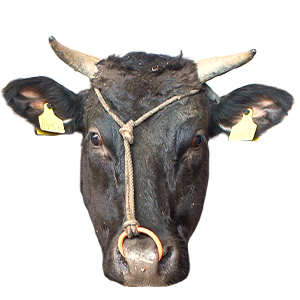 雪降り和牛尾花沢,山形県,和牛,ブランド牛,wasabee,牛肉