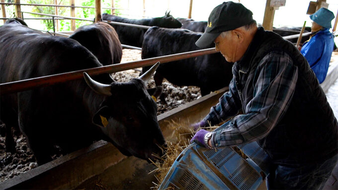 「ええ子ええ子」と愛情注ぎ 牛と歩んだ半世紀 広島県 神石牛