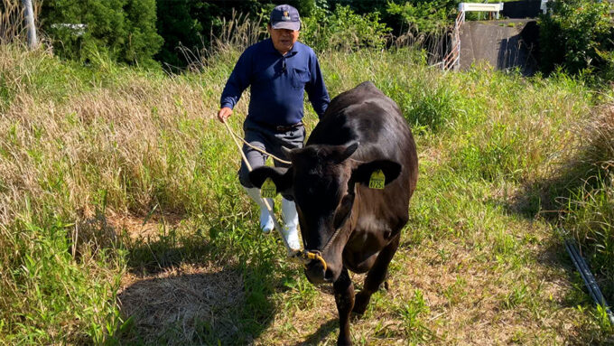 「穏やかな牛」を育てるために毎日15000歩 宮崎県 高千穂牛