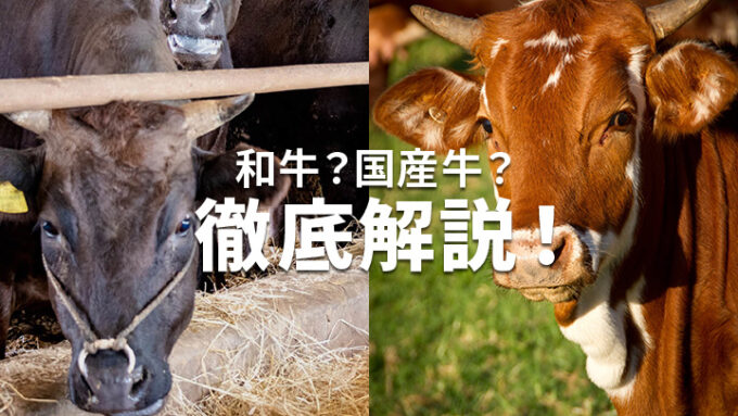 和牛と国産牛の違いを詳しく解説！